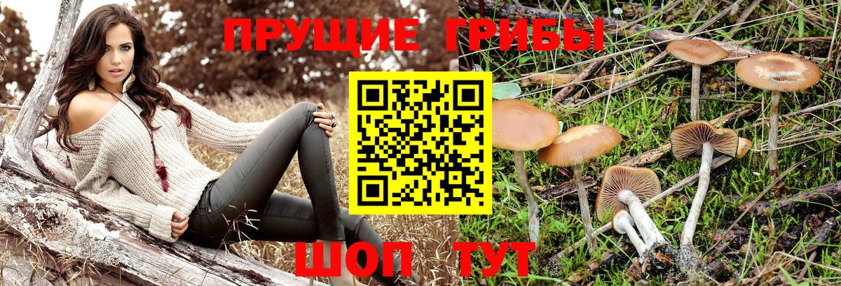 Севастополь  Галлюциногенные грибы Psilocybe  Вход с VPN 
